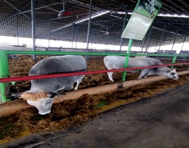 Один з різновидів французьких порід корів.